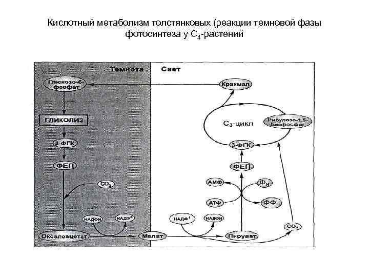 Кислотный метаболизм толстянковых (реакции темновой фазы фотосинтеза у С 4 -растений 