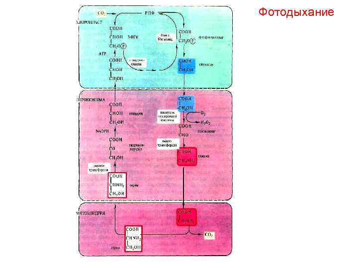 Фотодыхание 