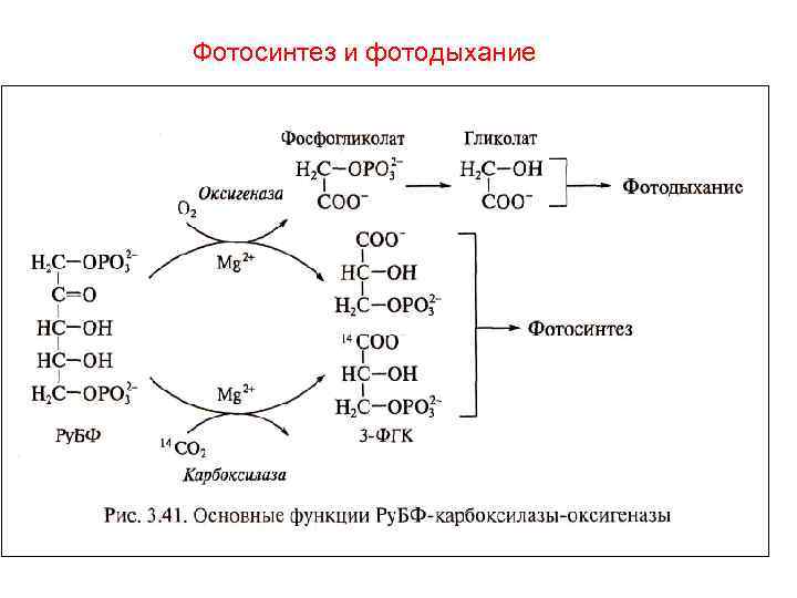 Схема реакции фотосинтеза