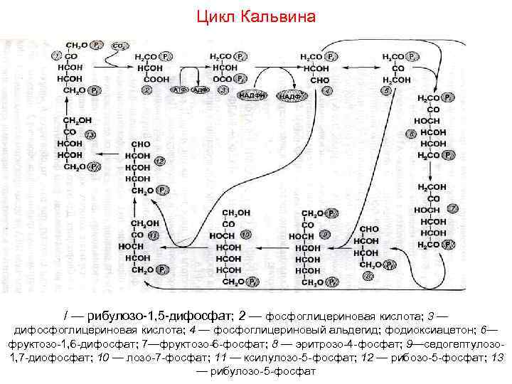 Цикл кальвина