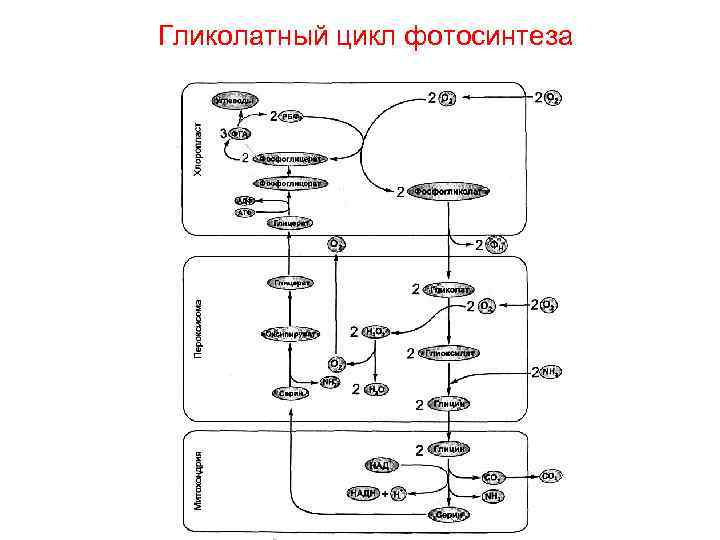 Гликолатный цикл фотосинтеза 