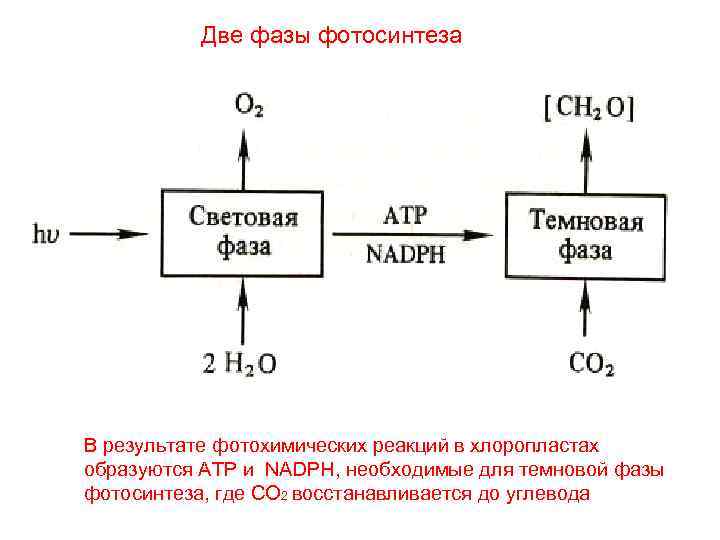 Схема реакции фотосинтеза