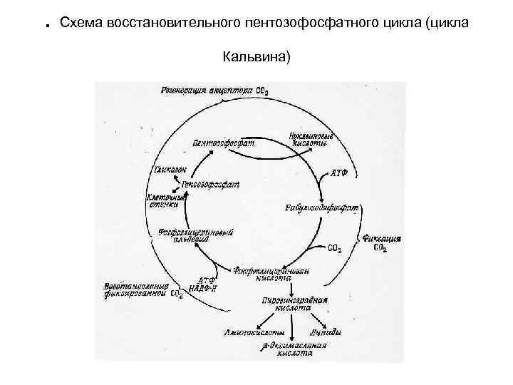 . Схема восстановительного пентозофосфатного цикла (цикла Кальвина) 
