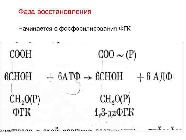 Фаза восстановления Начинается с фосфорилирования ФГК 