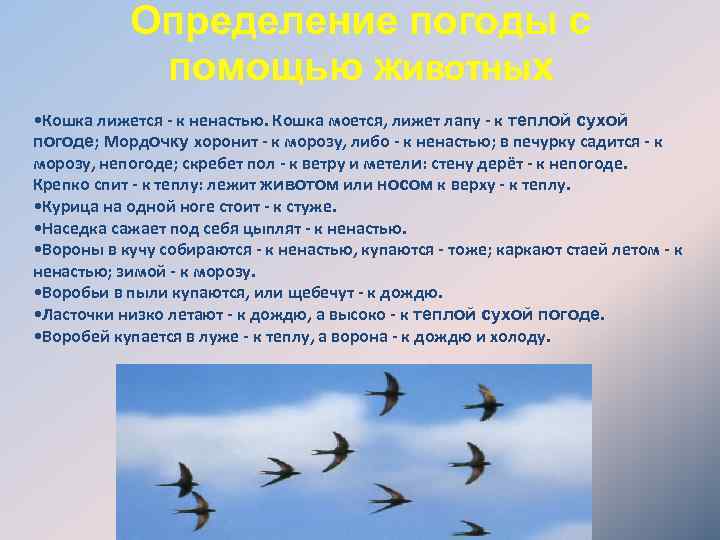 Определение погоды с помощью животных • Кошка лижется - к ненастью. Кошка моется, лижет