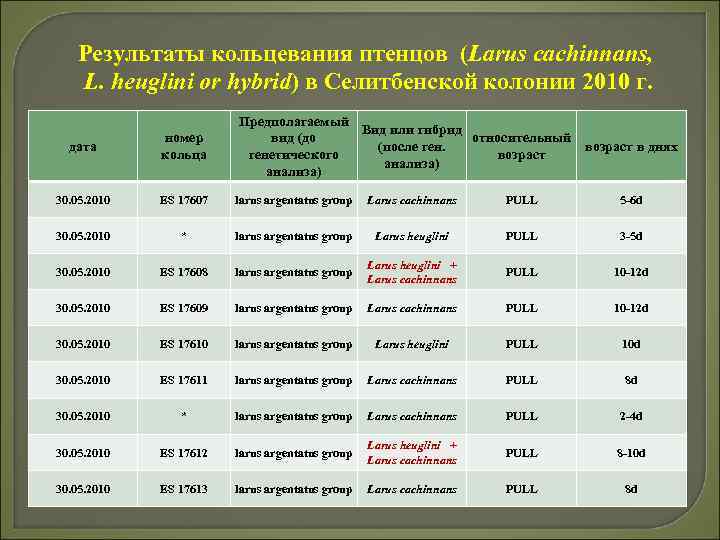 Результаты кольцевания птенцов (Larus cachinnans, L. heuglini or hybrid) в Селитбенской колонии 2010 г.