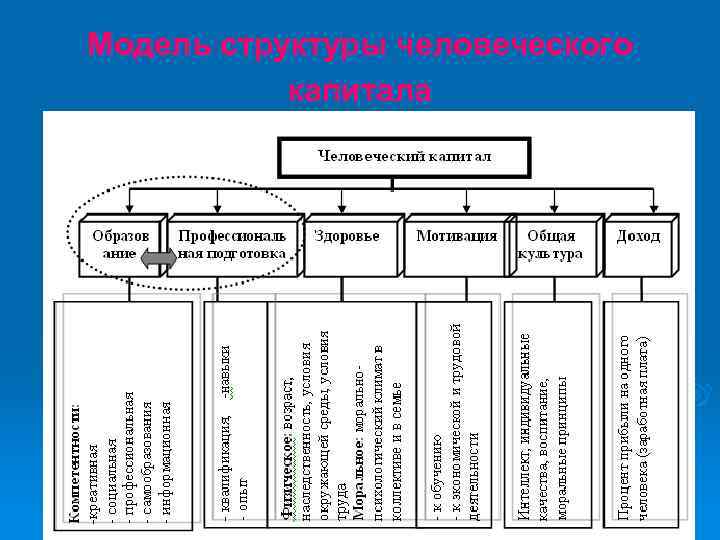 Модель структуры человеческого капитала 