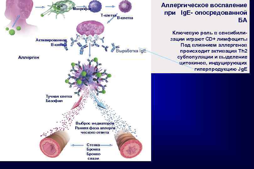Макрофаг T-клетка B-клетка Активированная B-клетка Выработка Ig. E Аллерген Тучная клетка Базофил Выброс медиаторов
