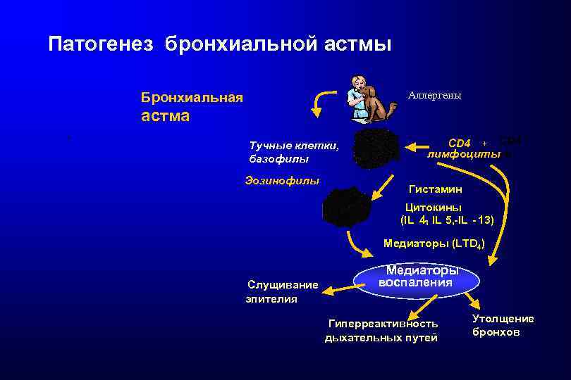 Патогенез бронхиальной астмы Аллергены Бронхиальная астма + Тучные клетки, базофилы Эозинофилы CD 4 +