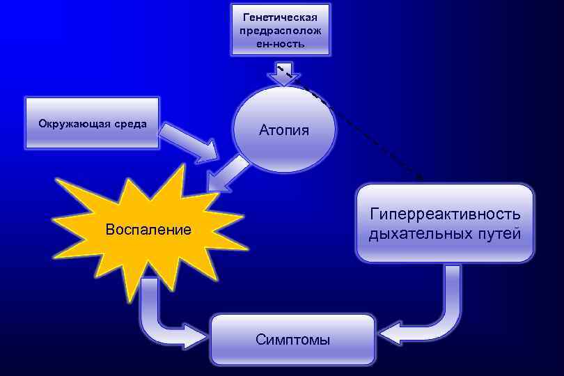 Генетическая предрасполож ен-ность Окружающая среда Атопия Гиперреактивность дыхательных путей Воспаление Симптомы 