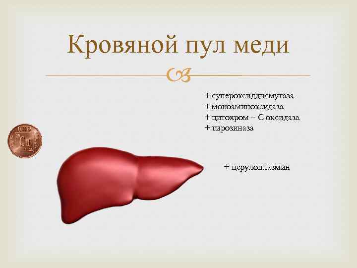 Кровяной пул меди + супероксиддисмутаза + моноаминоксидаза + цитохром – С оксидаза + тирозиназа