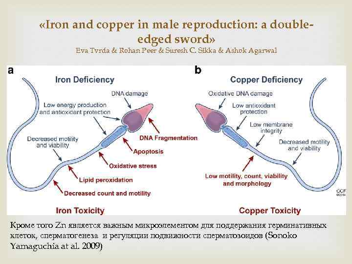  «Iron and copper in male reproduction: a doubleedged sword» Eva Tvrda & Rohan