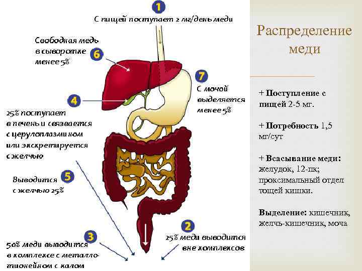 Распределение меди + Поступление с пищей 2 -5 мг. + Потребность 1, 5 мг/сут