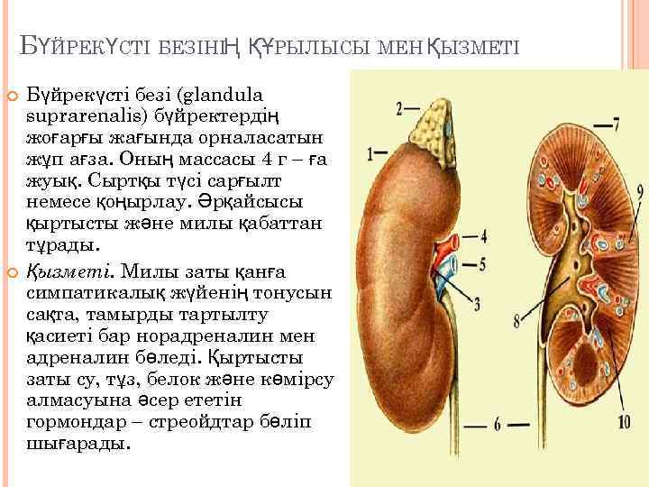 БҮЙРЕКҮСТІ БЕЗІНІҢ ҚҰРЫЛЫСЫ МЕН ҚЫЗМЕТІ Бүйрекүсті безі (glandula suprarenalis) бүйректердің жоғарғы жағында орналасатын жұп