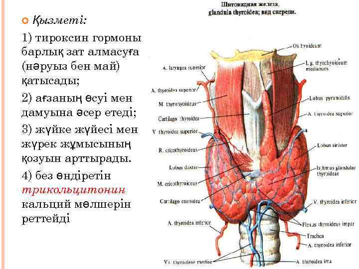 Қызметі: 1) тироксин гормоны барлық зат алмасуға (нәруыз бен май) қатысады; 2) ағзаның өсуі