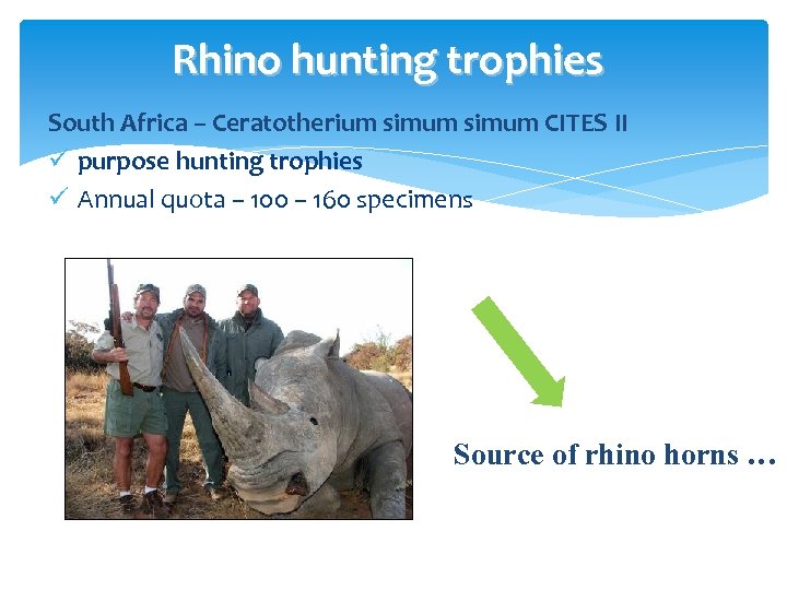 Rhino hunting trophies South Africa – Ceratotherium simum CITES II ü purpose hunting trophies