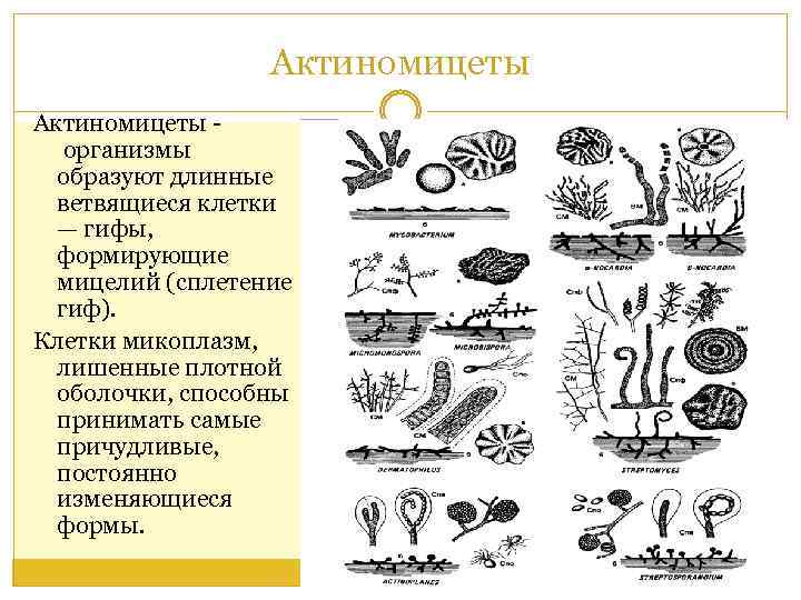 Какие организмы образуют. Актиномицеты микробиология схема. Актиномицеты строение клетки.