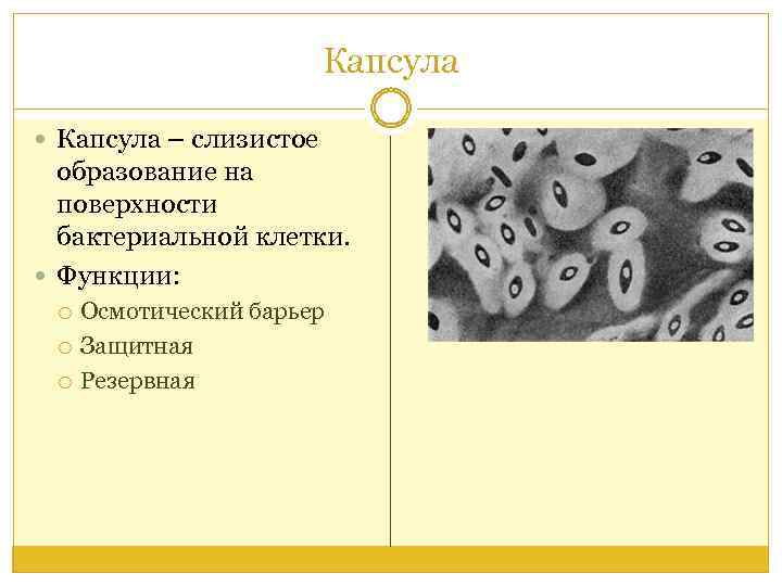 Слизистая капсула функции