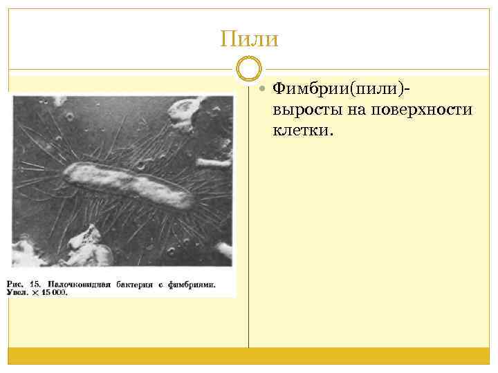 Пили Фимбрии(пили)- выросты на поверхности клетки. 