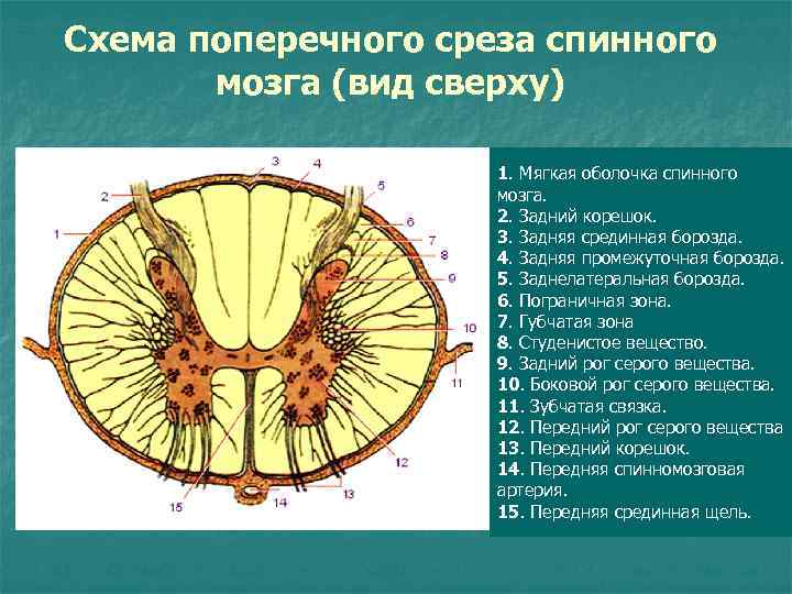 Схема поперечного среза спинного мозга (вид сверху) 1. Мягкая оболочка спинного мозга. 2. Задний