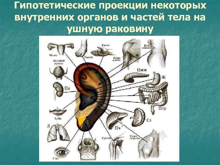 Гипотетические проекции некоторых внутренних органов и частей тела на ушную раковину 