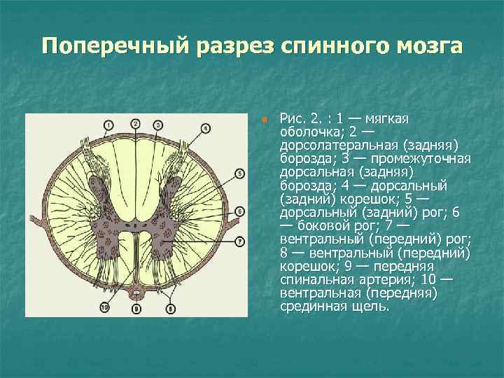 Задние рога спинного мозга