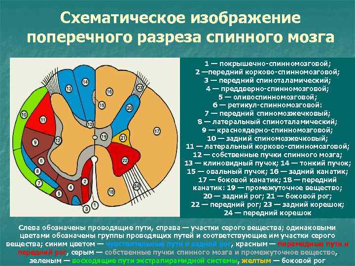 Определите какой цифрой на рисунке обозначено белое вещество спинного мозга