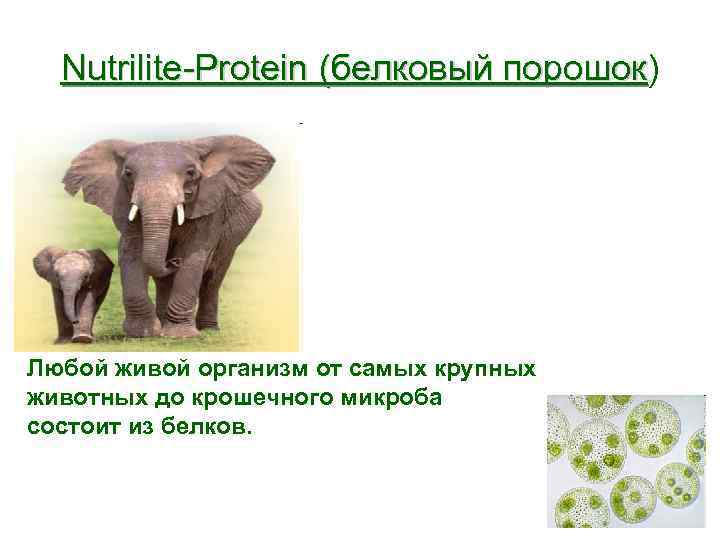 Nutrilite-Protein (белковый порошок) порошок Любой живой организм от самых крупных животных до крошечного микроба