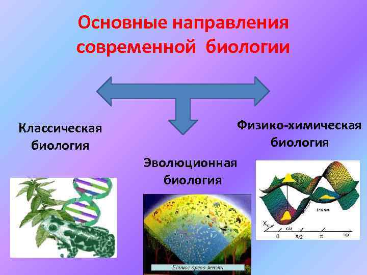 Основные направления современной биологии Классическая биология Физико-химическая биология Эволюционная биология 