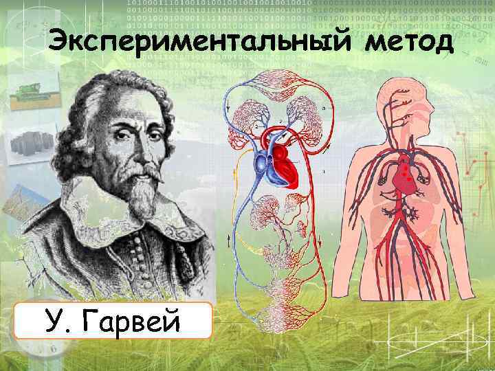 Экспериментальный метод У. Гарвей 