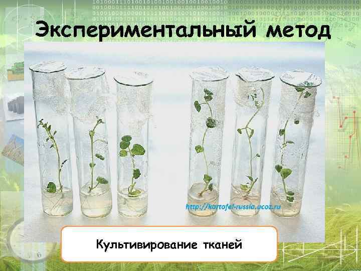 Экспериментальный метод Культивирование тканей 