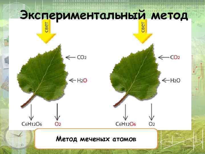 Метод меченых атомов презентация