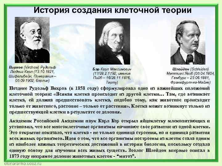 История создания клеточной теории Вирхов (Virchow) Рудольф Людвиг Карл (13. 10. 1821, Шифельбейн, Померания