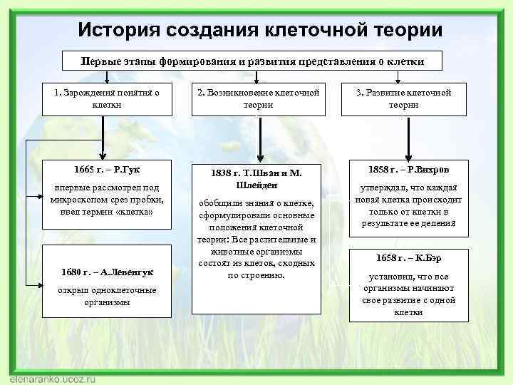 История создания клеточной теории Первые этапы формирования и развития представления о клетки 1. Зарождения