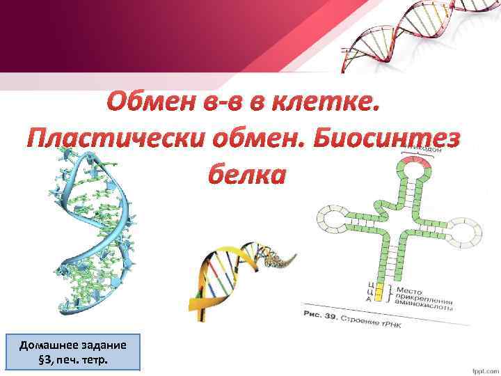 Обмен в-в в клетке. Пластически обмен. Биосинтез белка Домашнее задание § 3, печ. тетр.