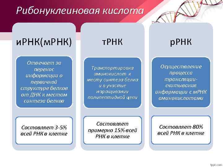 Рибонуклеиновая кислота и. РНК(м. РНК) т. РНК р. РНК Отвечает за перенос информации о