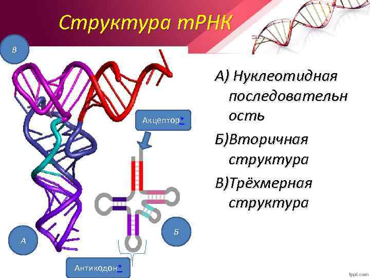 Структура т. РНК В Акцептор* Б А Антикодон* А) Нуклеотидная последовательн ость Б)Вторичная структура