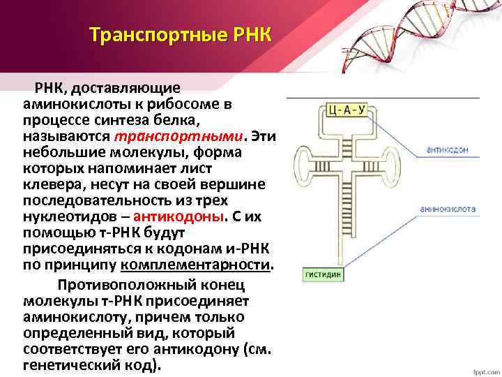 Транспортные РНК, доставляющие аминокислоты к рибосоме в процессе синтеза белка, называются транспортными. Эти небольшие