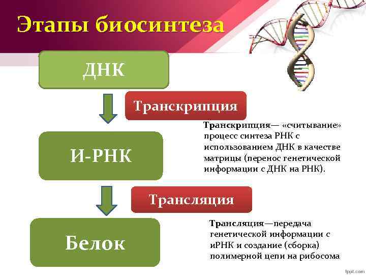 Этапы биосинтеза ДНК Транскрипция И-РНК Транскрипция— «считывание» процесс синтеза РНК с использованием ДНК в