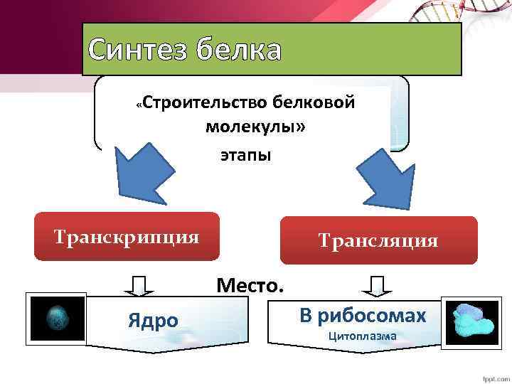 Синтез белка « Строительство белковой молекулы» этапы Транскрипция Трансляция Место. Ядро В рибосомах Цитоплазма