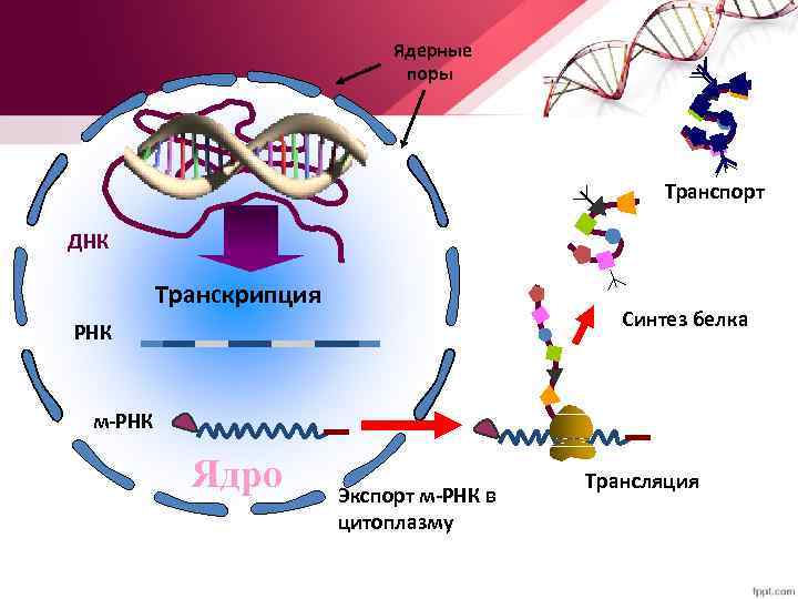 Ядерные поры Транспорт ДНК Транскрипция Синтез белка РНК м-РНК Ядро Экспорт м-РНК в цитоплазму