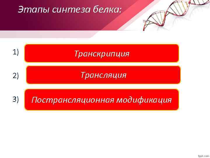 Этапы синтеза белка: 1) Транскрипция 2) Трансляция 3) Пострансляционная модификация 