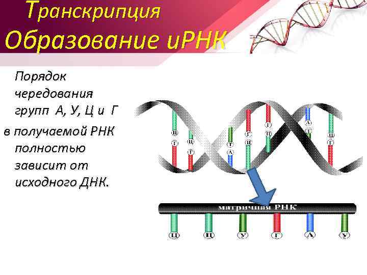 Транскрипция Образование и. РНК Порядок чередования групп А, У, Ц и Г в получаемой