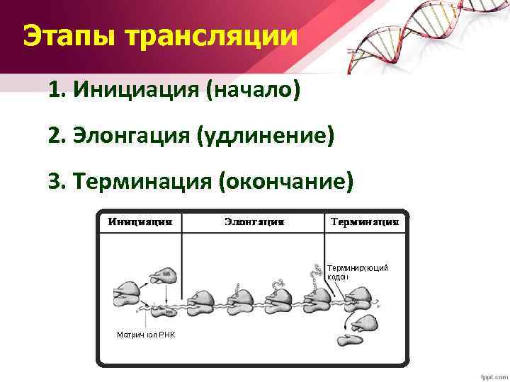 Этапы трансляции 1. Инициация (начало) 2. Элонгация (удлинение) 3. Терминация (окончание) 