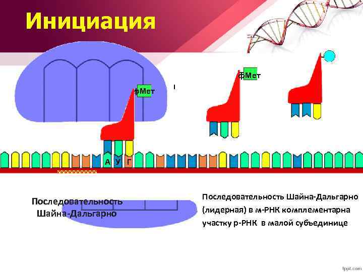 Инициация ф. Мет А У Г Последовательность Шайна-Дальгарно (лидерная) в м-РНК комплементарна участку р-РНК