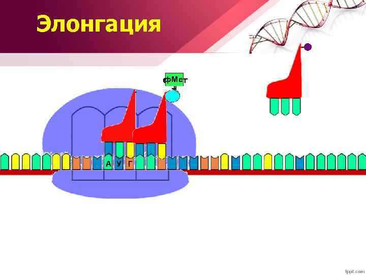 Элонгация ф. Мет т А У Г 