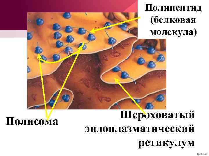 Полипептид (белковая молекула) Полисома Шероховатый эндоплазматический ретикулум 