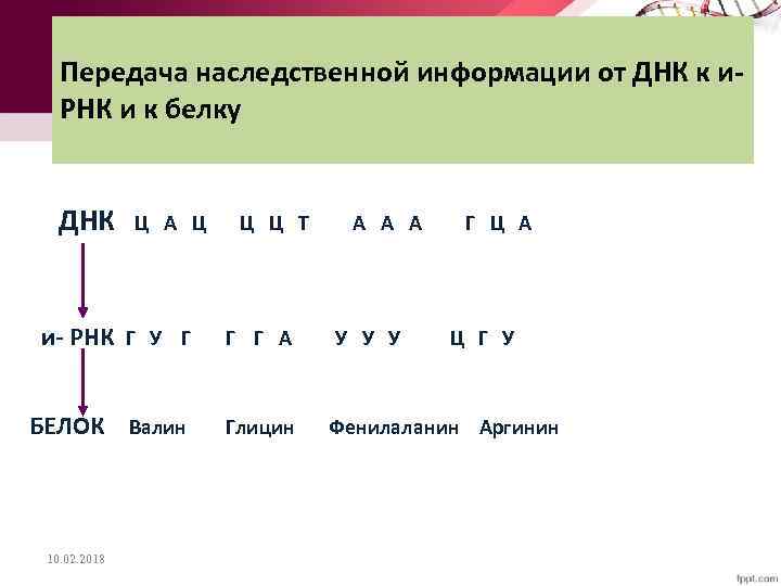 Передача наследственной информации от ДНК к и. РНК и к белку ДНК Ц А