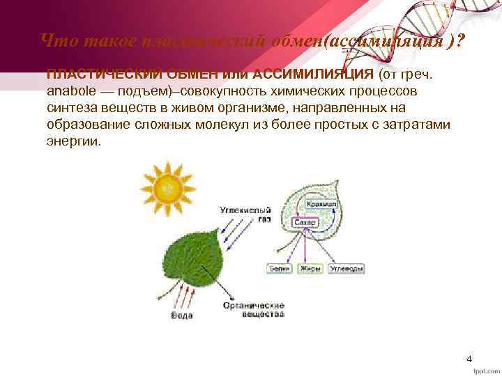 Что такое пластический обмен(ассимиляция )? ПЛАСТИЧЕСКИЙ ОБМЕН или АССИМИЛИЯЦИЯ (от греч. anabole — подъем)–совокупность