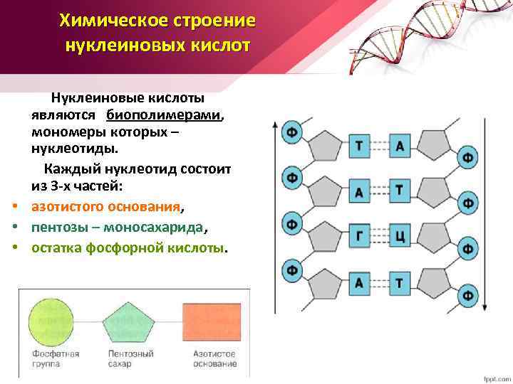 Химическое строение нуклеиновых кислот Нуклеиновые кислоты являются биополимерами, мономеры которых – нуклеотиды. Каждый нуклеотид